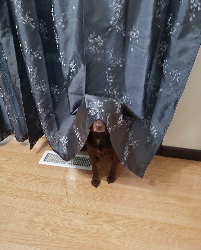 79 Pets Who Tried Hiding From Their Owners But Did A Ridiculously Bad Job (New Pics)