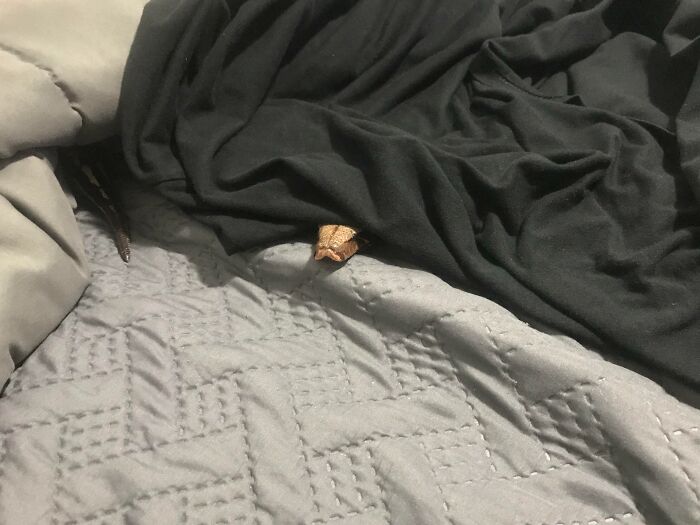 79 Pets Who Tried Hiding From Their Owners But Did A Ridiculously Bad Job (New Pics)