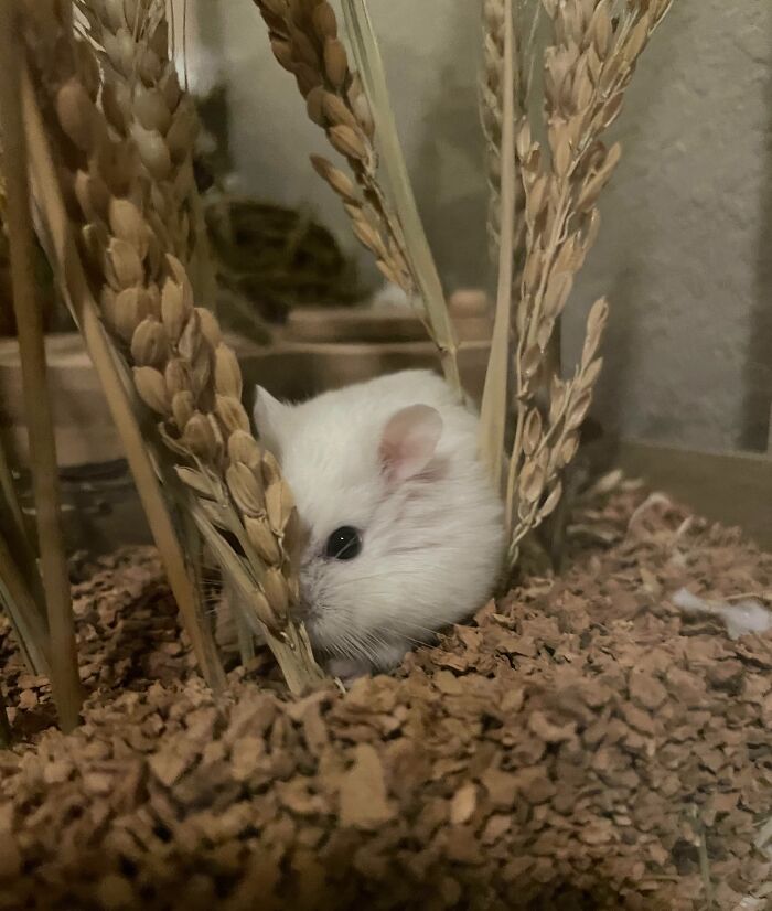 79 Pets Who Tried Hiding From Their Owners But Did A Ridiculously Bad Job (New Pics)