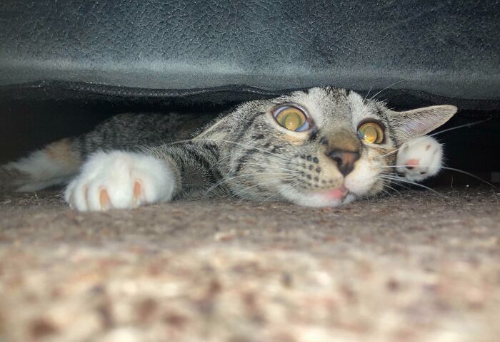 79 Pets Who Tried Hiding From Their Owners But Did A Ridiculously Bad Job (New Pics)