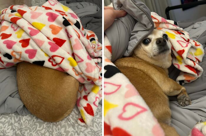 79 Pets Who Tried Hiding From Their Owners But Did A Ridiculously Bad Job (New Pics)