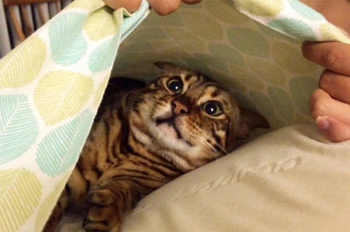79 Pets Who Tried Hiding From Their Owners But Did A Ridiculously Bad Job (New Pics)