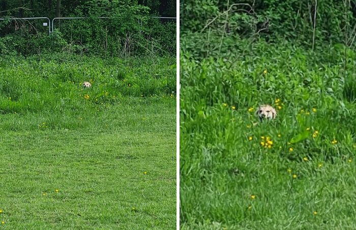 79 Pets Who Tried Hiding From Their Owners But Did A Ridiculously Bad Job (New Pics)