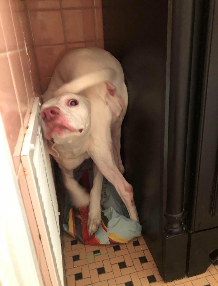 79 Pets Who Tried Hiding From Their Owners But Did A Ridiculously Bad Job (New Pics)