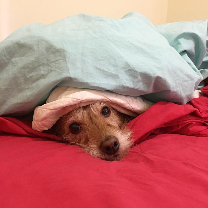 79 Pets Who Tried Hiding From Their Owners But Did A Ridiculously Bad Job (New Pics)