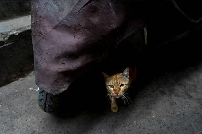 50 Photos By Navin Kumar Vatsa That Bring India’s Streets To Life
