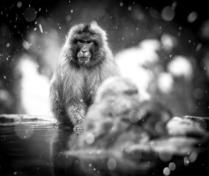39 Stunning Monochrome Images Honored At The Exposure One Photographer Of The Year Contest