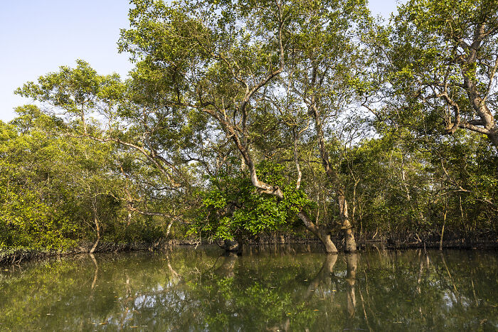 I Documented The Untold Story Of The Mouali, Who Risk Everything For Wild Honey