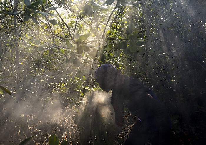 I Documented The Untold Story Of The Mouali, Who Risk Everything For Wild Honey