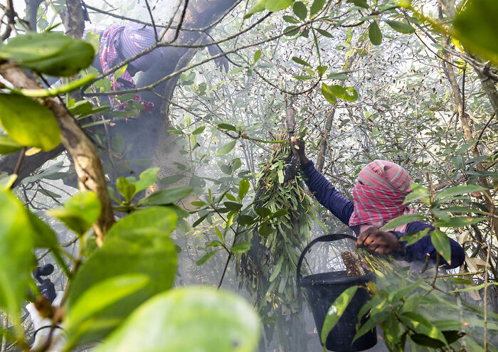 I Documented The Untold Story Of The Mouali, Who Risk Everything For Wild Honey