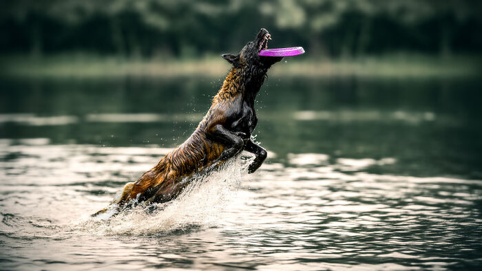 The Art Of Stillness, The Joy Of Motion (3 Pics)