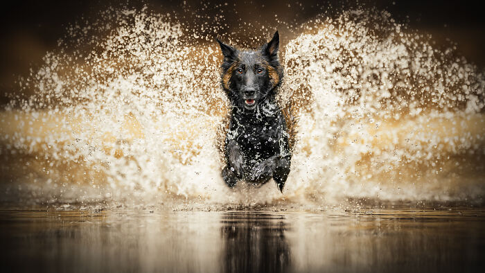 The Art Of Stillness, The Joy Of Motion (3 Pics)