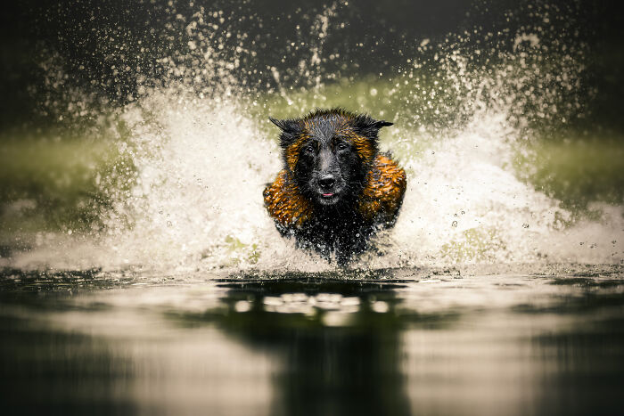 The Art Of Stillness, The Joy Of Motion (3 Pics)