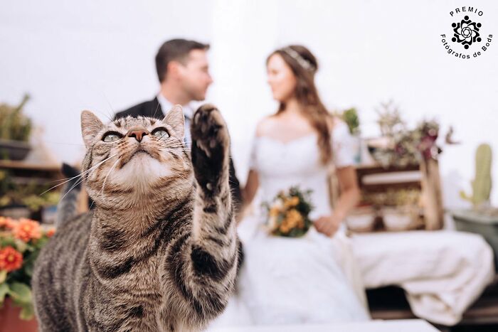 29 Incredible Wedding Photos From Around the World, As Shared By The FdB Wedding Awards