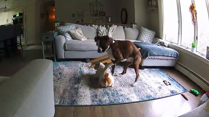 French Bulldog Has Medical Emergency While Owners Are Away, Boxer Bro Comes To The Rescue