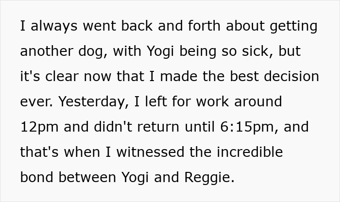 French Bulldog Has Medical Emergency While Owners Are Away, Boxer Bro Comes To The Rescue