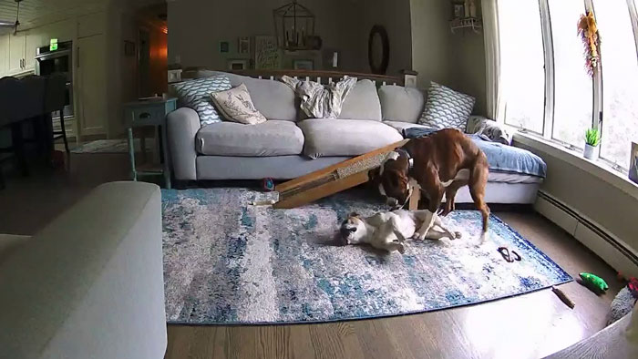 French Bulldog Has Medical Emergency While Owners Are Away, Boxer Bro Comes To The Rescue