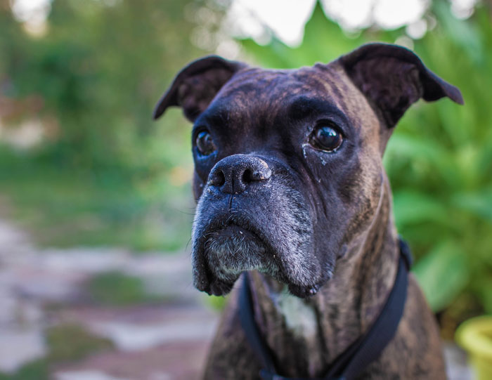 French Bulldog Has Medical Emergency While Owners Are Away, Boxer Bro Comes To The Rescue