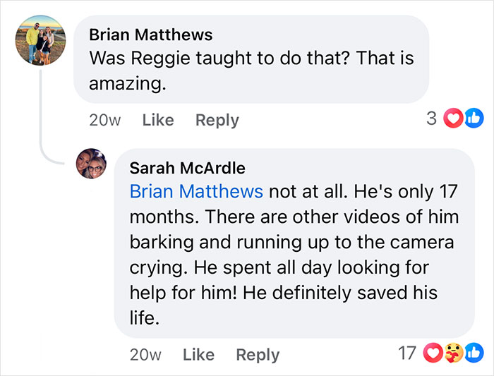 French Bulldog Has Medical Emergency While Owners Are Away, Boxer Bro Comes To The Rescue