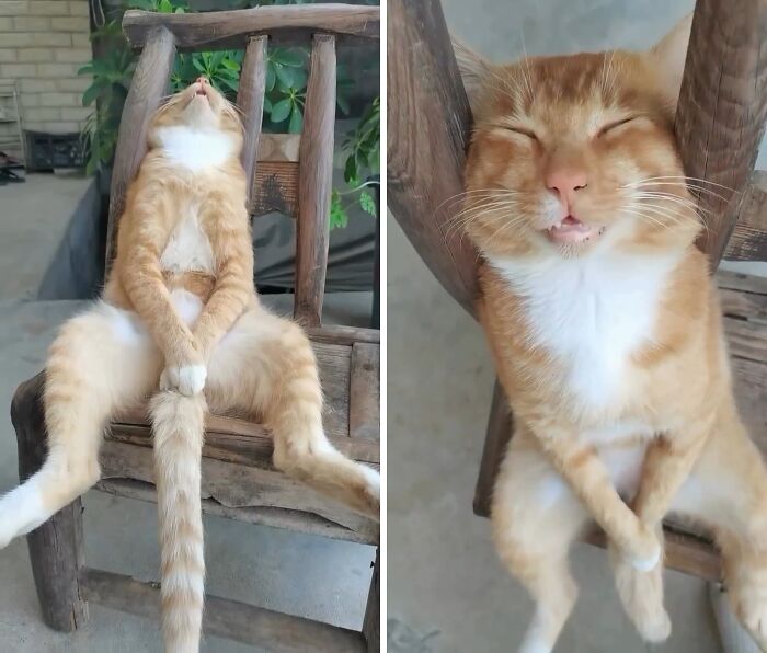 80 Precious Pics Of Kitties That Might Bring Some Sunshine To Your Day