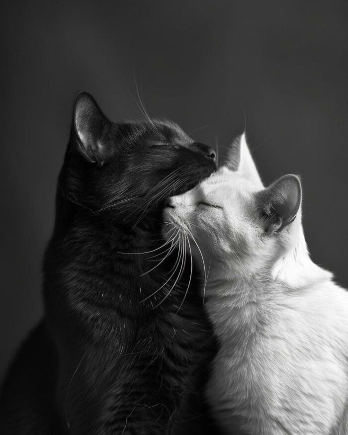80 Precious Pics Of Kitties That Might Bring Some Sunshine To Your Day