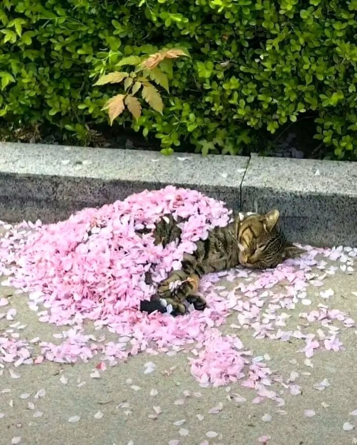 80 Precious Pics Of Kitties That Might Bring Some Sunshine To Your Day