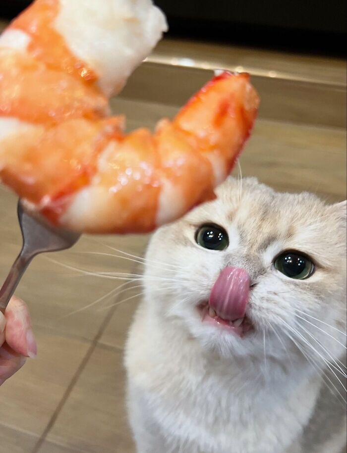 80 Precious Pics Of Kitties That Might Bring Some Sunshine To Your Day