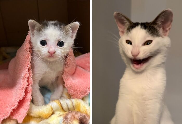 80 Precious Pics Of Kitties That Might Bring Some Sunshine To Your Day