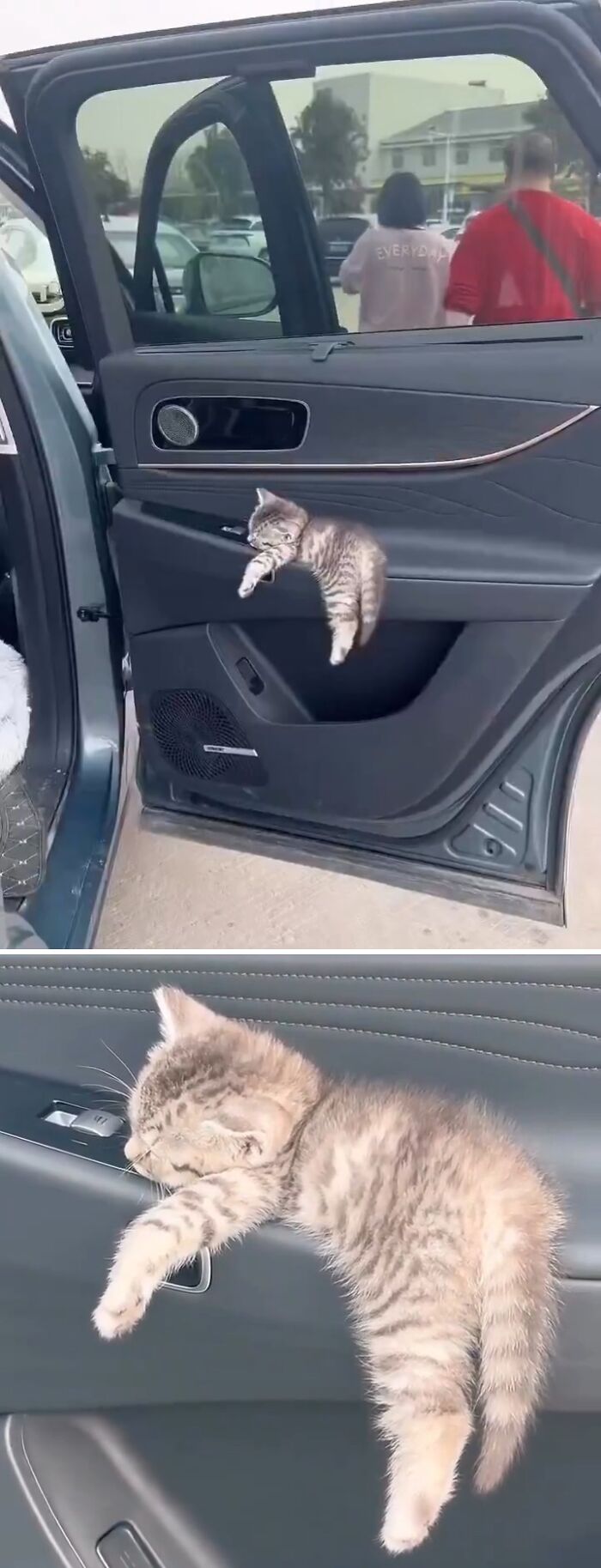 80 Precious Pics Of Kitties That Might Bring Some Sunshine To Your Day