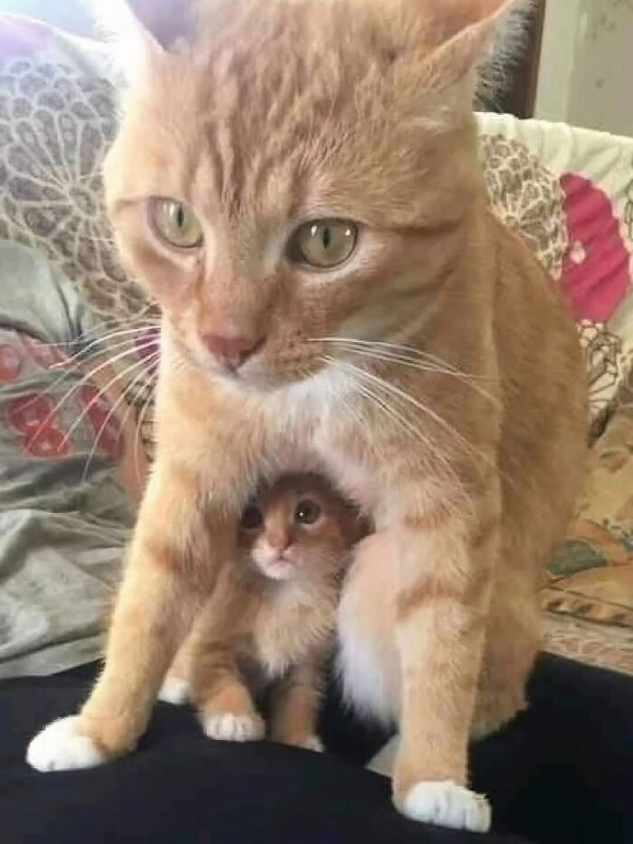 80 Precious Pics Of Kitties That Might Bring Some Sunshine To Your Day