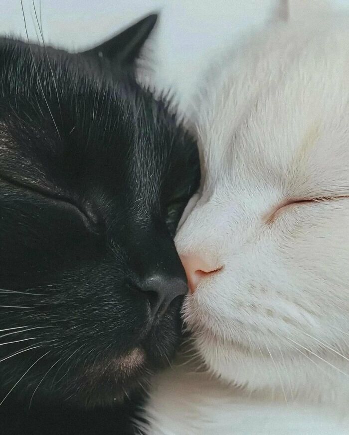 80 Precious Pics Of Kitties That Might Bring Some Sunshine To Your Day