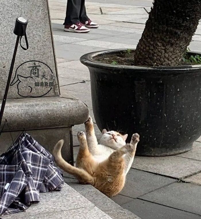 80 Precious Pics Of Kitties That Might Bring Some Sunshine To Your Day