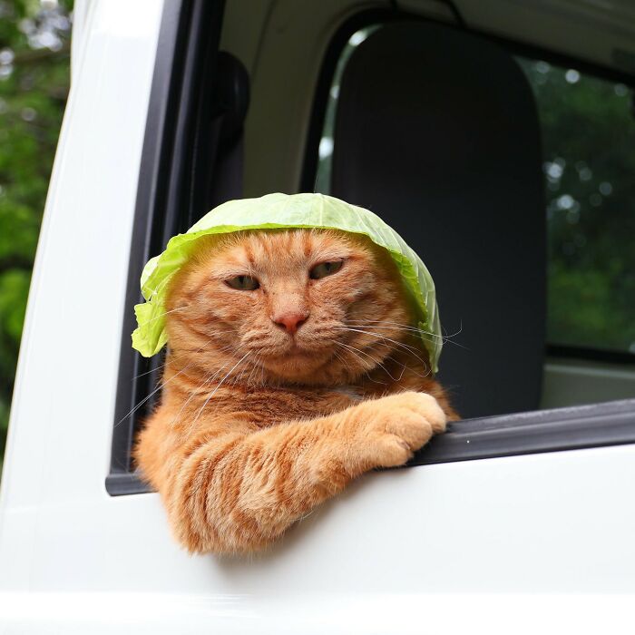 80 Precious Pics Of Kitties That Might Bring Some Sunshine To Your Day