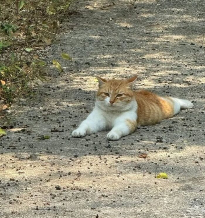 80 Precious Pics Of Kitties That Might Bring Some Sunshine To Your Day