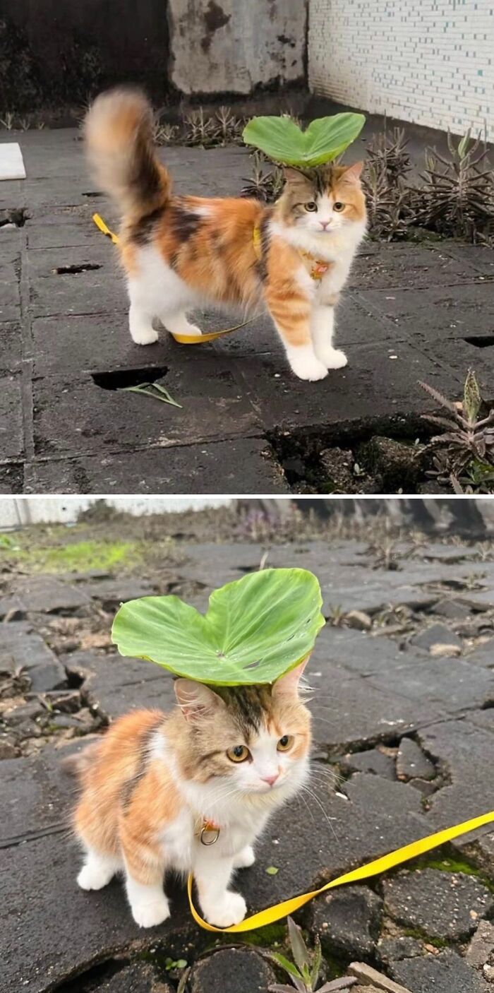 80 Precious Pics Of Kitties That Might Bring Some Sunshine To Your Day