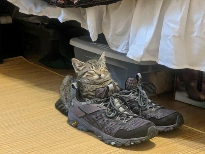 80 Precious Pics Of Kitties That Might Bring Some Sunshine To Your Day