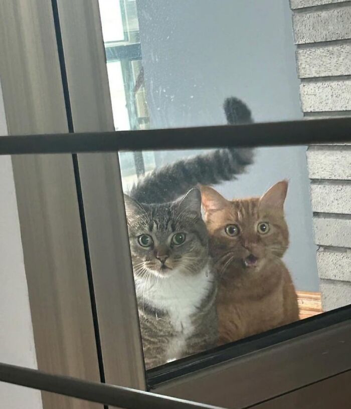 80 Precious Pics Of Kitties That Might Bring Some Sunshine To Your Day