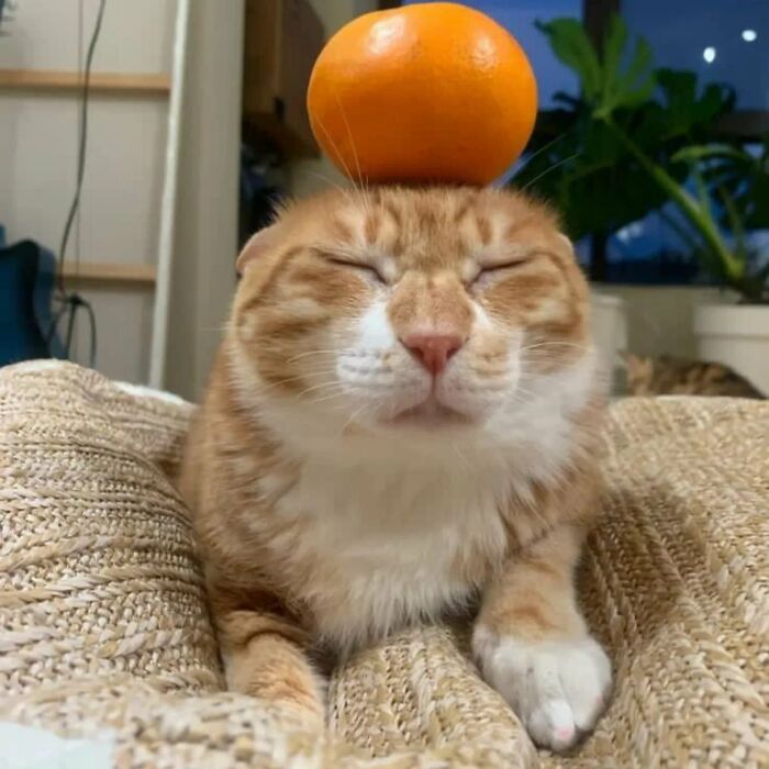 80 Precious Pics Of Kitties That Might Bring Some Sunshine To Your Day