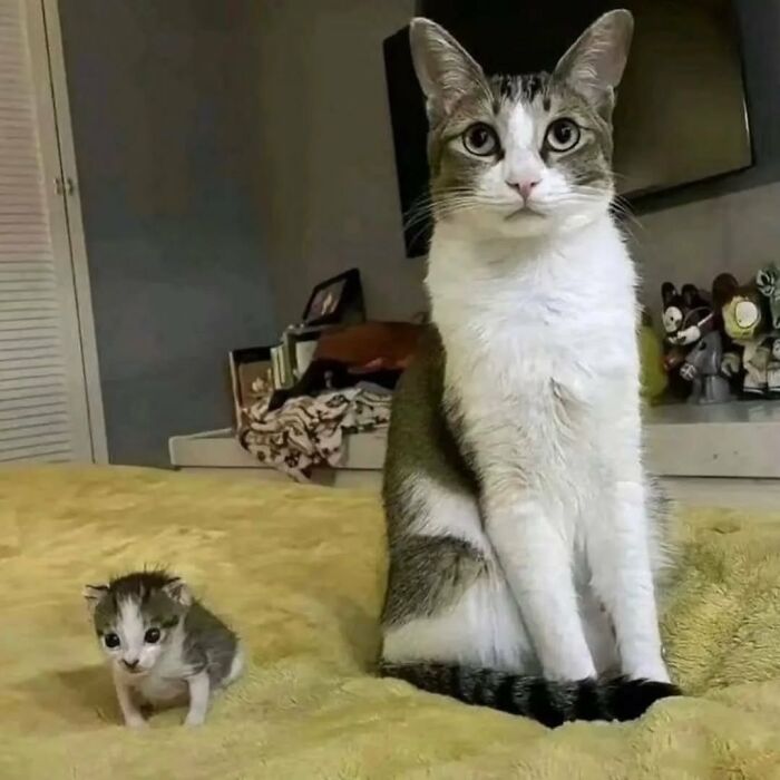 80 Precious Pics Of Kitties That Might Bring Some Sunshine To Your Day