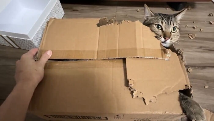 80 Precious Pics Of Kitties That Might Bring Some Sunshine To Your Day