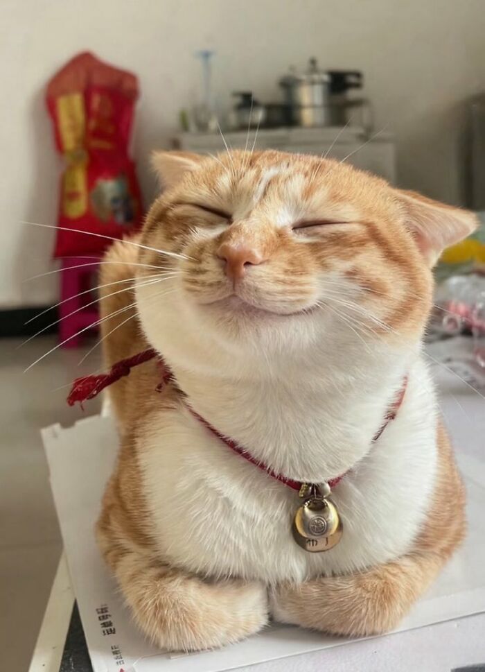 80 Precious Pics Of Kitties That Might Bring Some Sunshine To Your Day