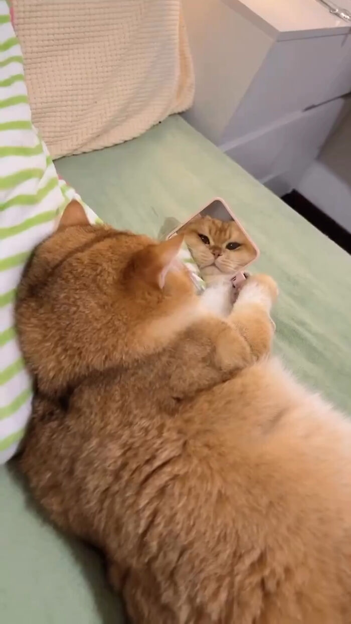 80 Precious Pics Of Kitties That Might Bring Some Sunshine To Your Day