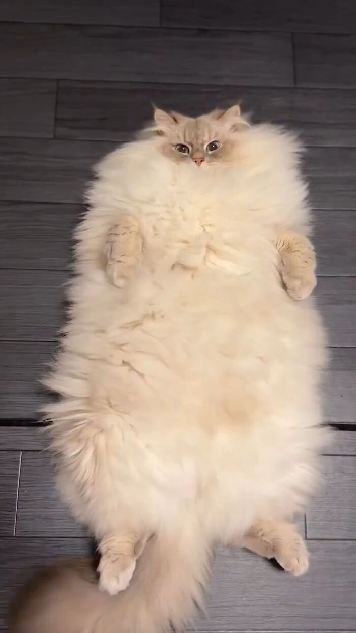 80 Precious Pics Of Kitties That Might Bring Some Sunshine To Your Day