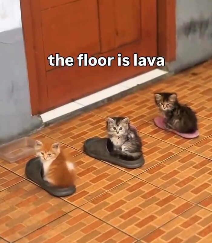 80 Precious Pics Of Kitties That Might Bring Some Sunshine To Your Day