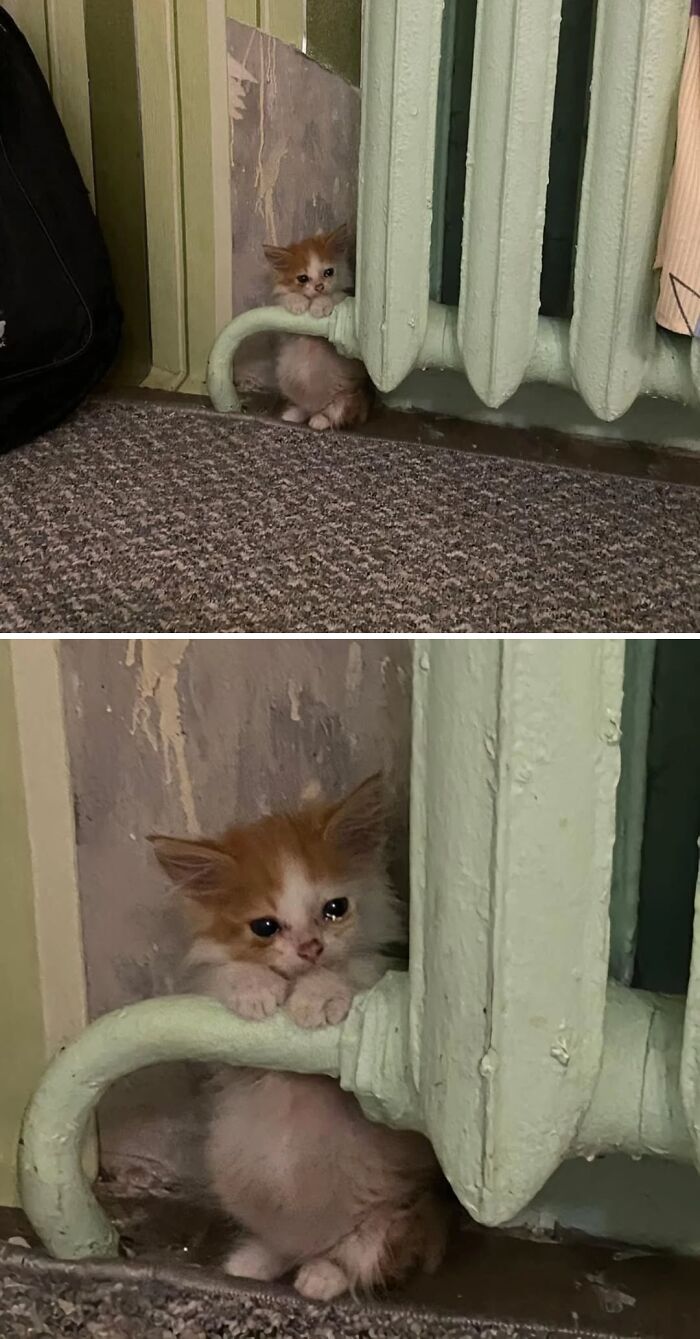 80 Precious Pics Of Kitties That Might Bring Some Sunshine To Your Day