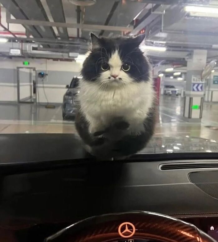 80 Precious Pics Of Kitties That Might Bring Some Sunshine To Your Day