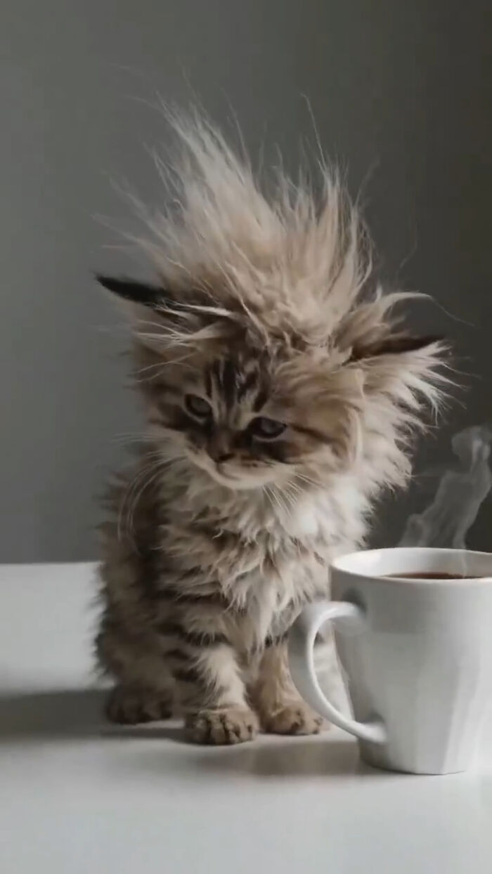 80 Precious Pics Of Kitties That Might Bring Some Sunshine To Your Day