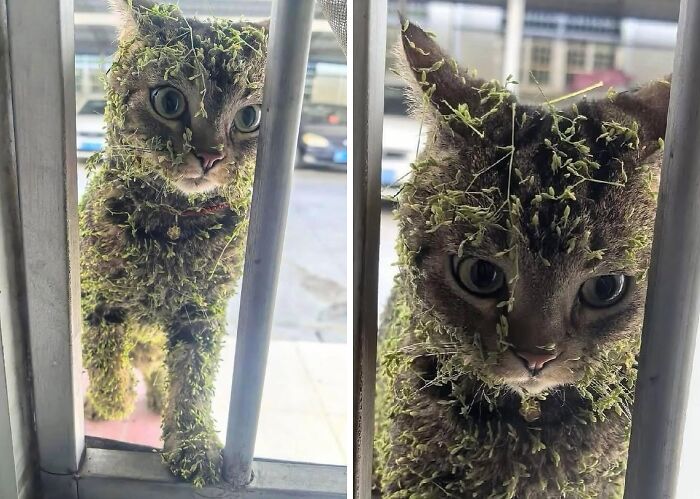 80 Precious Pics Of Kitties That Might Bring Some Sunshine To Your Day