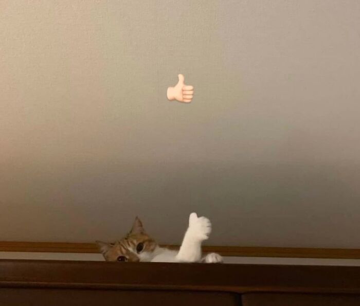 80 Precious Pics Of Kitties That Might Bring Some Sunshine To Your Day