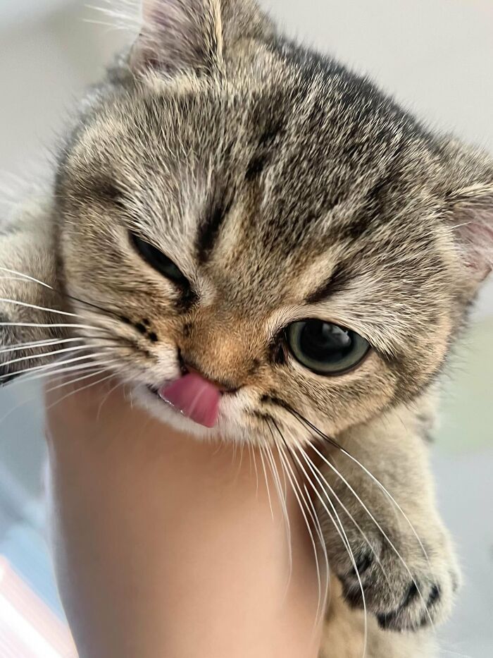 80 Precious Pics Of Kitties That Might Bring Some Sunshine To Your Day